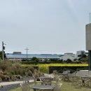 종달오션뷰 | 서귀포 카페: 제주 4월 유채꽃과 오션뷰가 있는 오른 orrn