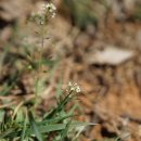 냉이 Capsella bursa-pastoris (L.) Medik. 이미지