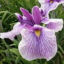 아이리스(IRIS) 이미지