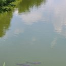 파평용연 이미지