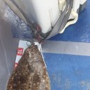 광어의전설 이미지