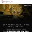 더나은펫샵 이미지