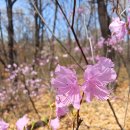 서울특별시교육청송파도서관 | 송파구 오금공원 벚꽃·진달래·개나리 봄꽃 and 주차장
