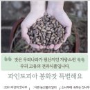 파인토피아봉화잣