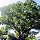 느티나무 이미지