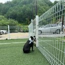 겨우리애견 이미지