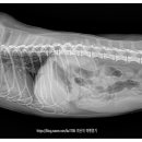 양주 온 동물병원 이미지