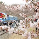 울릉벚꽃 이미지