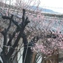 남사-3 이미지