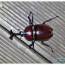 명옥헌민박 이미지