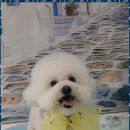 펫러버 그루밍 이미지