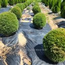 골든엔젤 이미지