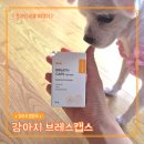 리버스영 - 동구 중앙로 189-2 | [강아지 리버스스니징] 거친 숨소리와 켁켁거림 완화에 도움 주는 본아페티 영양제 브레스캡스 후기