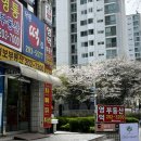 수원 전통 있는 떡집 답례품 추천 영통낙원떡집