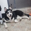 네발총총 이미지