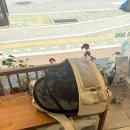 호반약국 | 고후추 의정부에서 세번째 동물병원 후기 / 나라동물병원