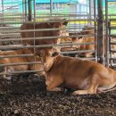 전남축산 이미지