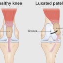 더엘동물의료센터 이미지