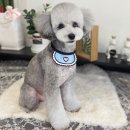 Dog.(독점) 이미지