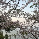 지에스25 개화행복점 | [여수] 2026 벚꽃 개화시기 지도 | 여수 벚꽃 명소 추천 | 바다와 벚꽃이 함께 보이는 "용월사"