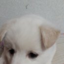 재롱이네 이미지