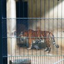 숲의 소리 이미지