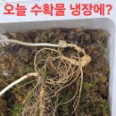 심목청과