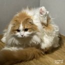2025.02 고양이 일기 :: 새로운 아이템 두둥등장, 천재 고양이 개인기