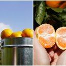 천국나무농원 | 12월 제주 감귤체험 추천 성산 제주농원 제주도 겨울 힐링 여행