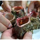 동해세꼬시 이미지