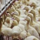 원대축산 이미지