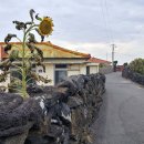 한림읍 월령리마을 이미지