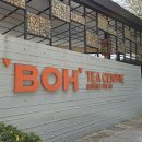 말레이시아 파항 카메룬 하이랜드 보 티센터 녹차밭(Boh Tea Centre) 이미지