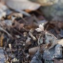 변산바람꽃 Eranthis byunsanensis B.-Y. Sun 종 이미지