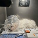 한남심장내과동물병원 이미지