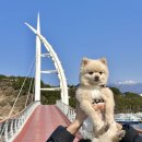 제주도 강아지 동반 여행 서귀포 새연교 새섬 둘레길