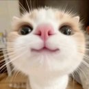 일기 술술,글이 술술 이미지