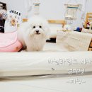 사남매하우스 | [퍼핑] 2년째 사용 중인 퍼핑 매트, 또 선택한 이유 (바닐라 밀크 XL 언박싱)