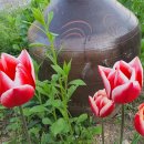 노란담장 이미지