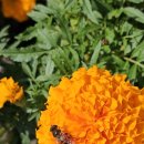 금암1리 이미지