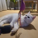 그루밍츄 이미지