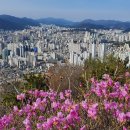황령산 벚꽃길 이미지