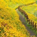 환상적인 노란 꽃길 만들어주는 금계국… 5월 봄꽃 보러 떠나는 국내 여행지 4곳 이미지