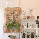 손플라워