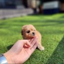 해피애견타운강아지분양서울본점 말티푸 미니비숑프리제 포메 이미지