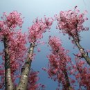 참죽나무 이미지