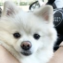 댕댕플래닛 이미지