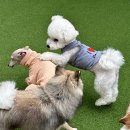 쉐이크테일 애견미용 살롱 | 내가 평택애견호텔로 쉐이크테일을 선택한 이유