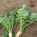 무수농장 이미지