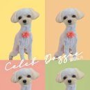 셀럽도기 이미지